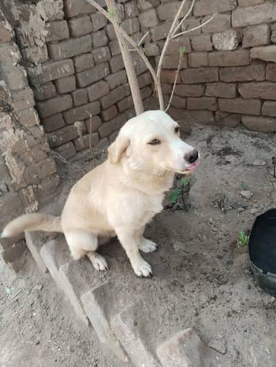 dog for sale labra and Persian cross
