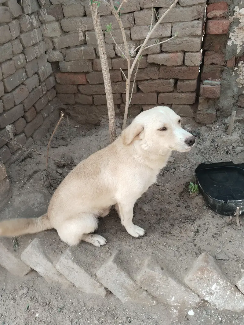 dog for sale labra and Persian cross — photo 2