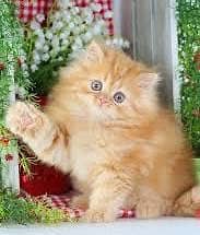 Triple coat fluffy play full kitten