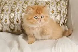 Triple coat fluffy play full kitten — photo 2