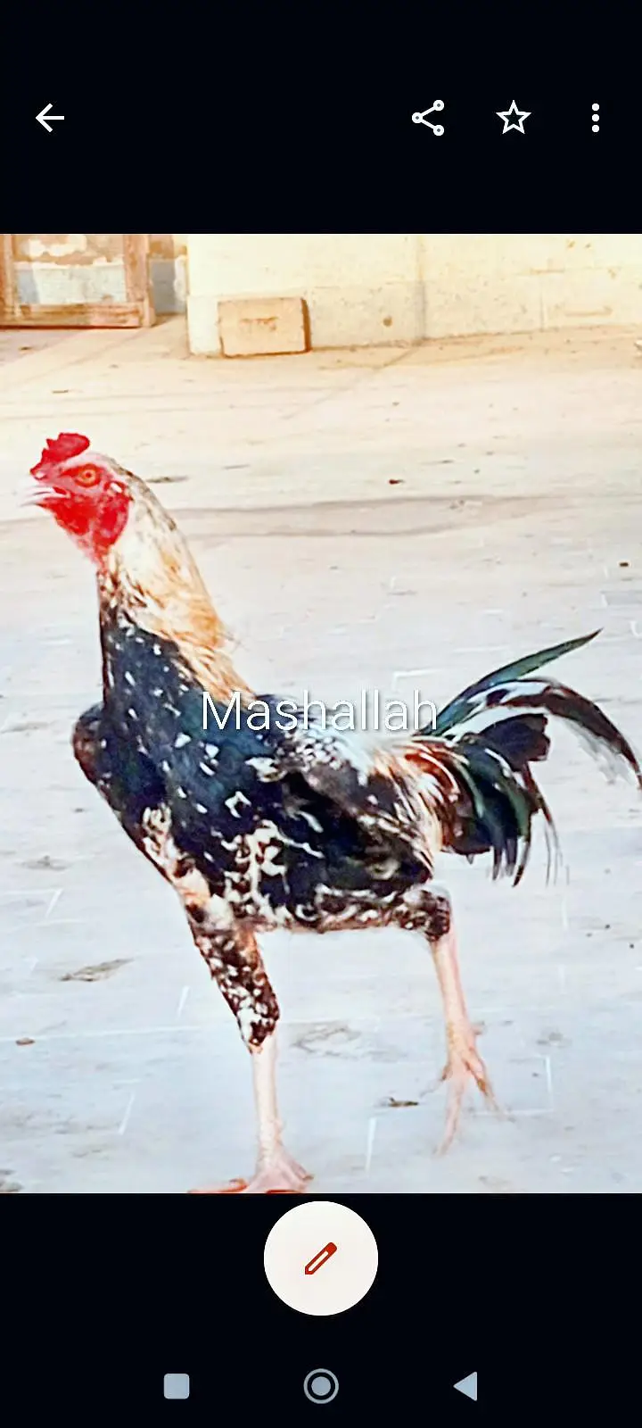 Aseel Mushka jawa — photo 3