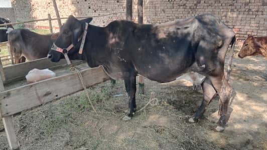 Cow for sale