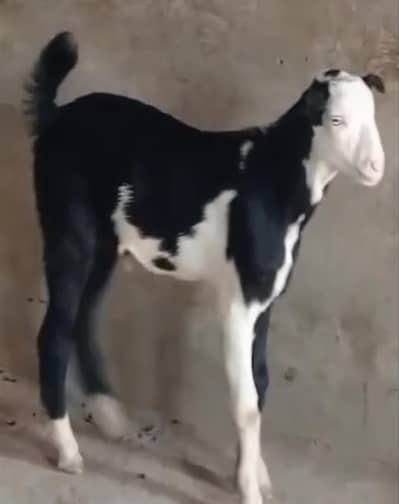 teddy male pink nose white eyes
