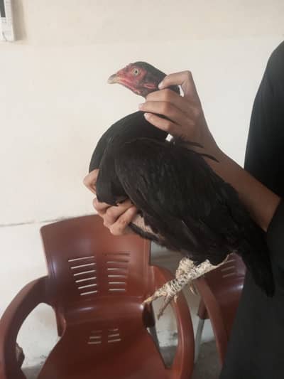 female aseel mianwali for sale