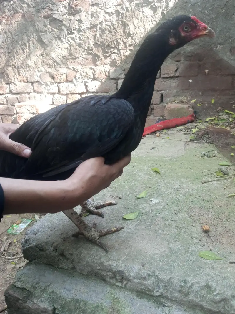 female aseel mianwali for sale — photo 3