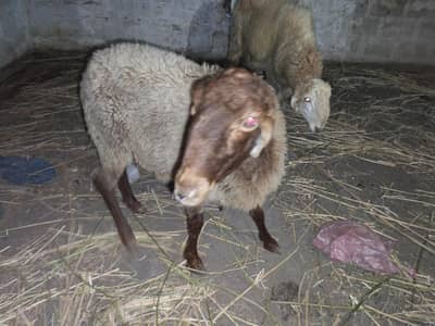 1 pair dumba male 1 Year female 1.4 Year