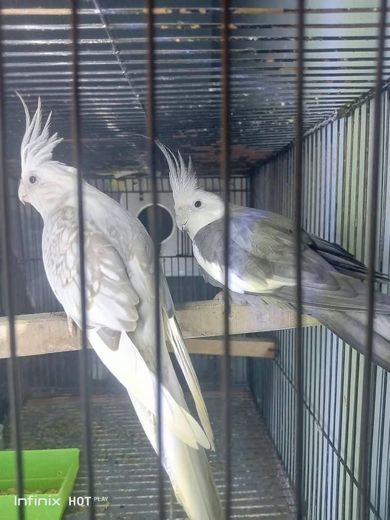 cocktail breader pair 0