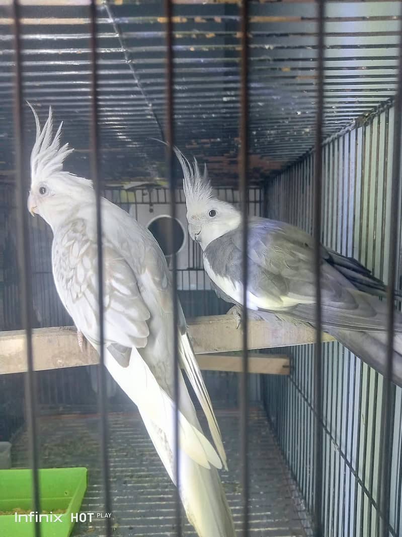 cocktail breader pair 2
