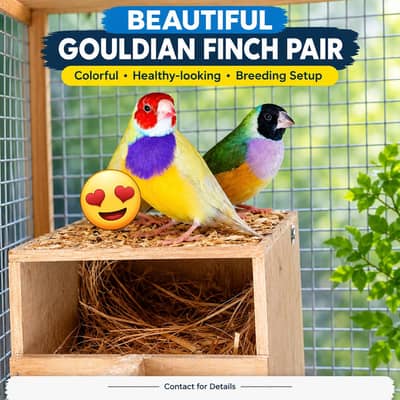 Gouldian Finch Fertile Breeder Pair / fm Spanish 0.3. 0.4. 4.9. 7.6. 2.2. 0