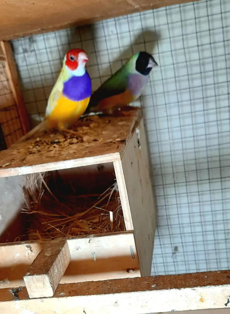 Gouldian Finch Fertile Breeder Pair / fm Spanish 0.3. 0.4. 4.9. 7.6. 2.2. 0 — photo 2