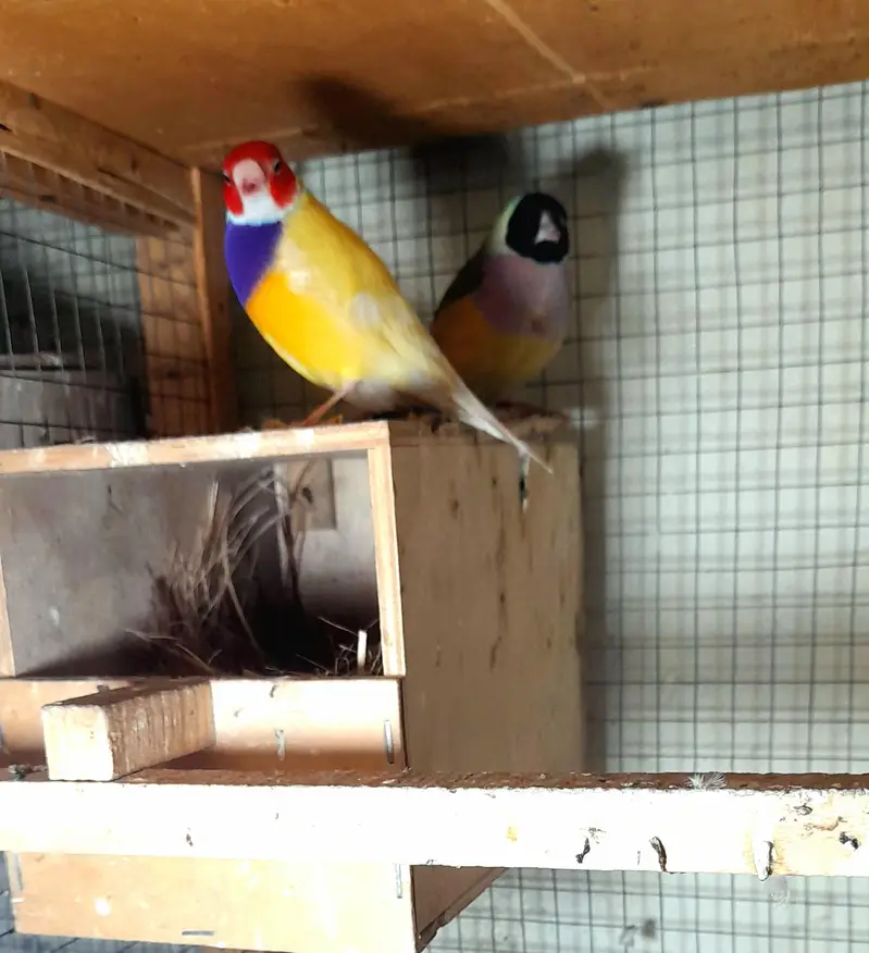 Gouldian Finch Fertile Breeder Pair / fm Spanish 0.3. 0.4. 4.9. 7.6. 2.2. 0 — photo 4