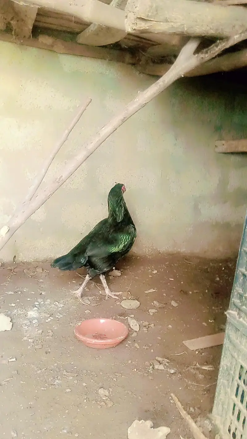 asali seal murgi mianwali nasl — photo 2