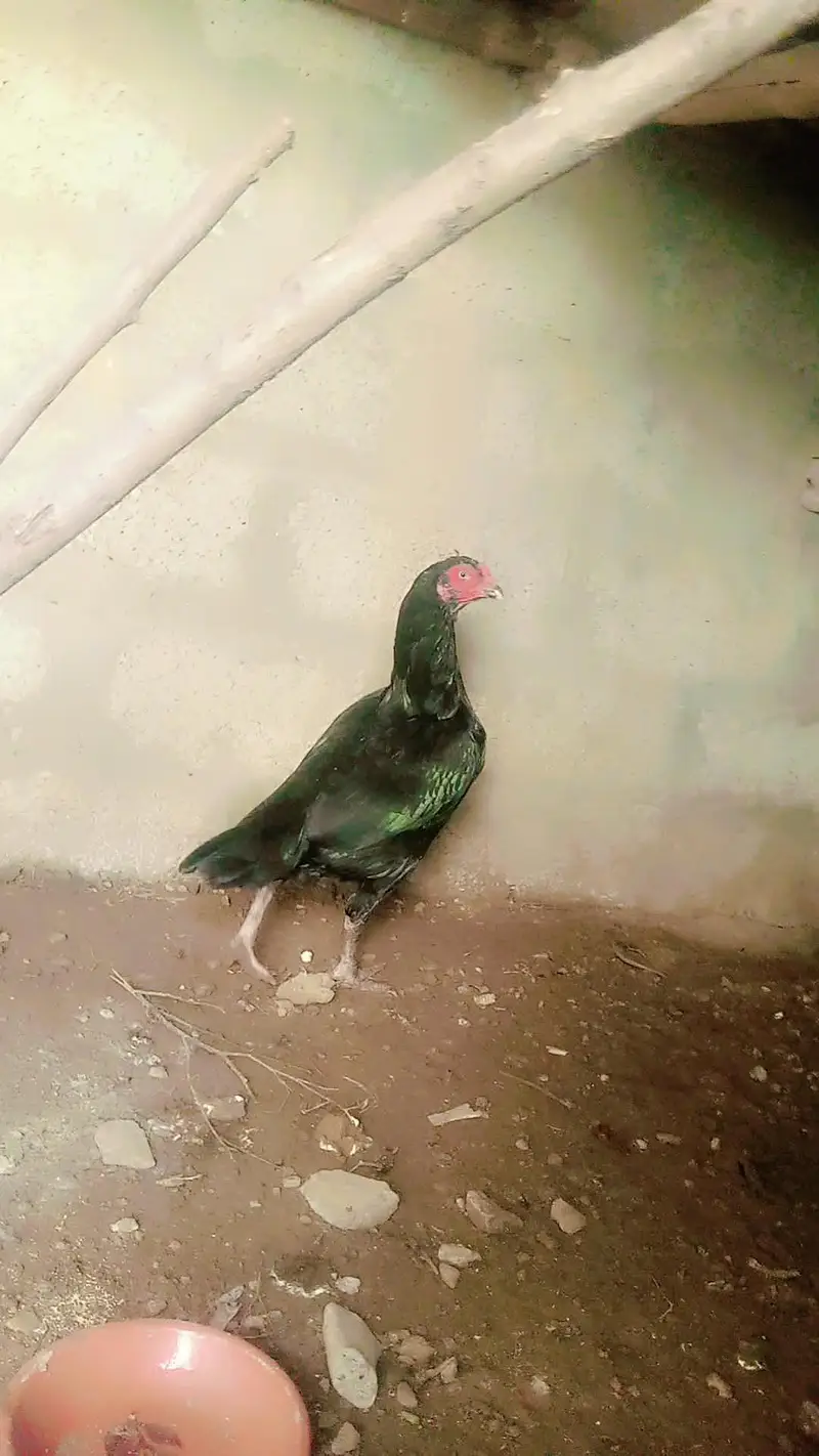 asali seal murgi mianwali nasl — photo 4