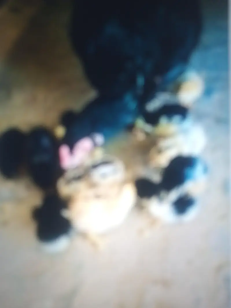 asali seal murgi mianwali nasl — photo 6