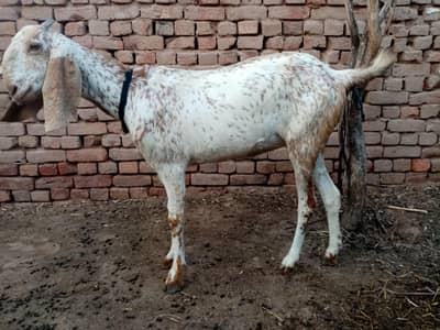 pure Makhi cheeni pateen for sale