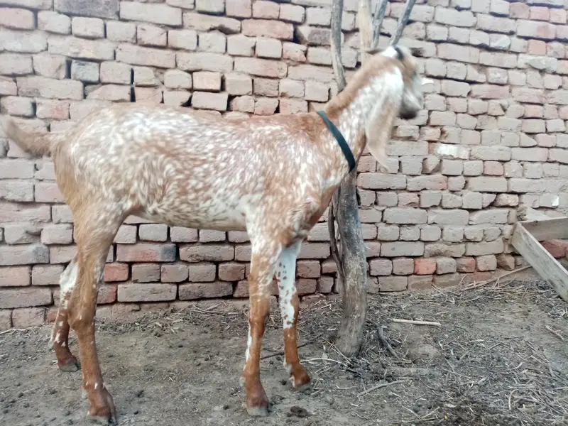 pure Makhi cheeni pateen for sale — photo 2