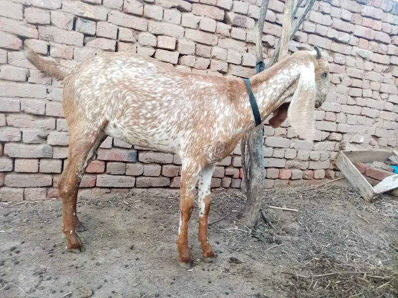 pure Makhi cheeni pateen for sale — photo 3