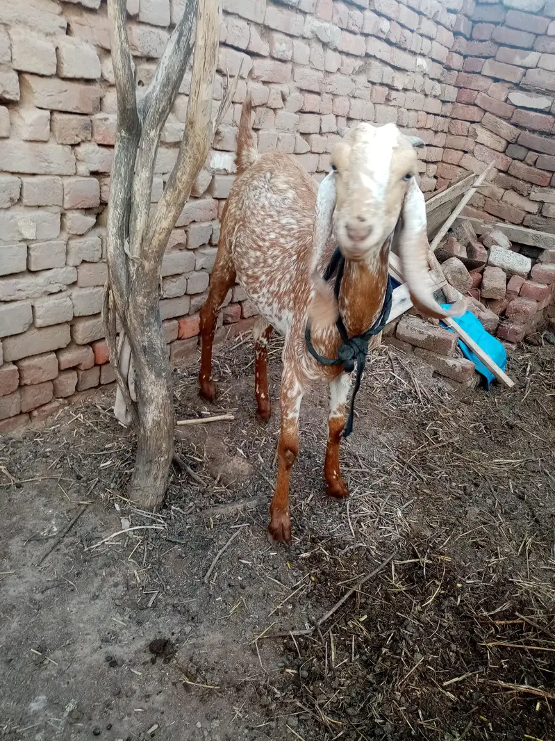 pure Makhi cheeni pateen for sale — photo 4