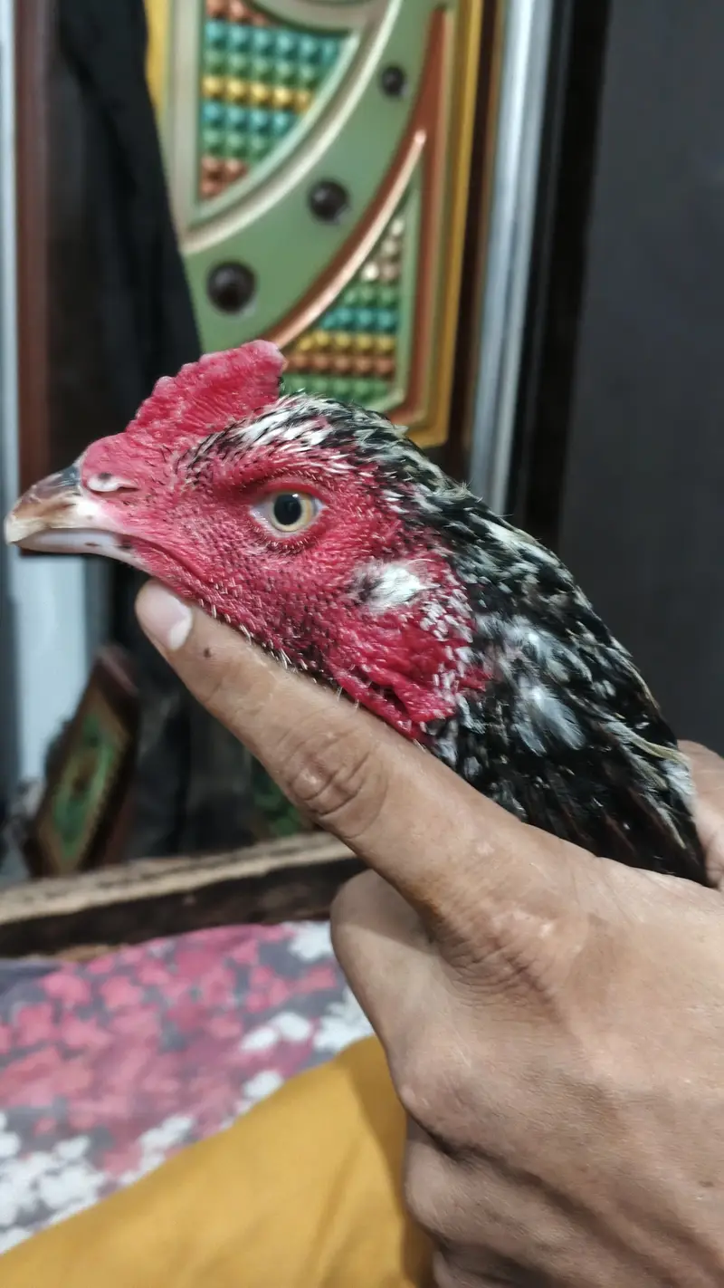 Pure Cheena Mushka Aur Sawa Aseel Patha — photo 3