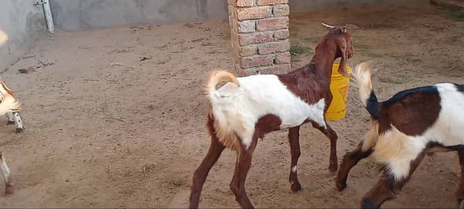Khasi bakry for sale 6months