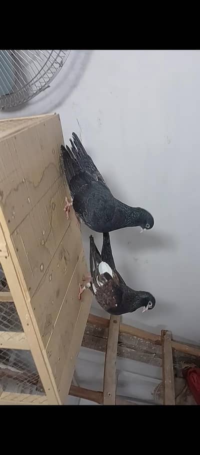Sia khal guldar breeder pair available in MULTAN