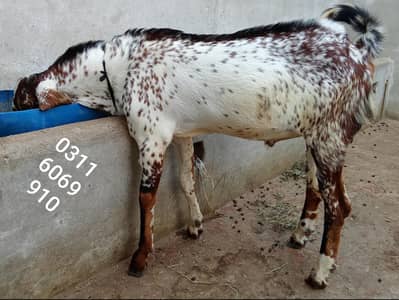 nagral makhichina karass bakra