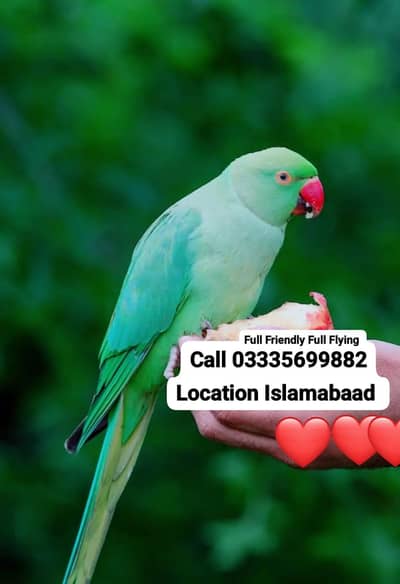 Hand Tamed Full Friendly Full Flying Green Ring Neck Male Parrot Jumbo