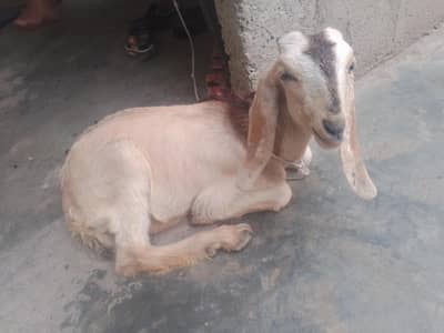 bakra