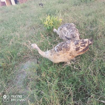 olx pr sasty mor hn
