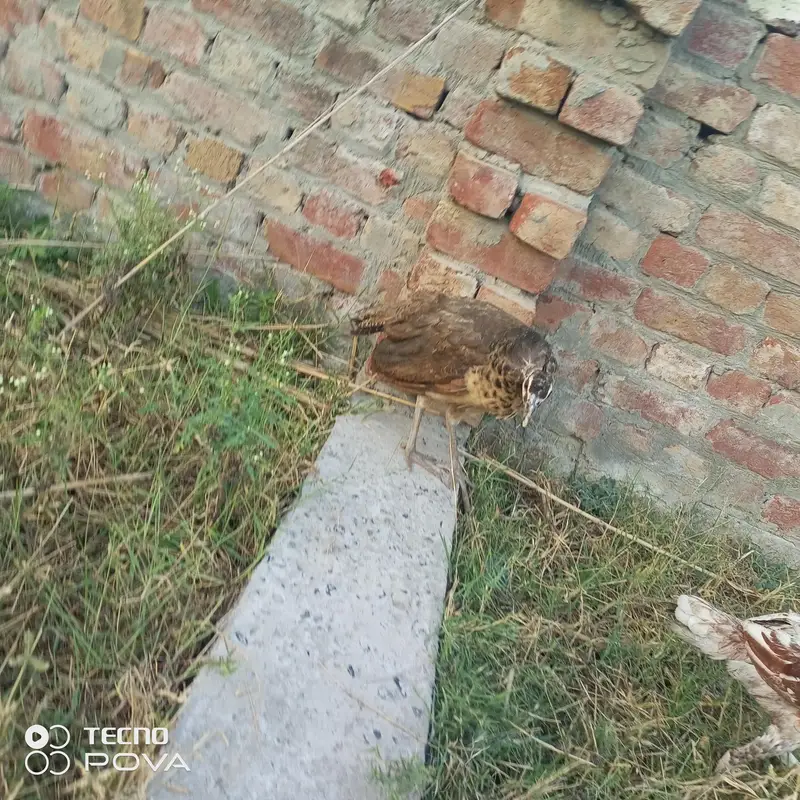 chat pr sasty mor hn — photo 3