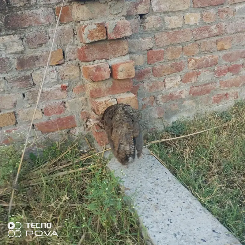 chat pr sasty mor hn — photo 4
