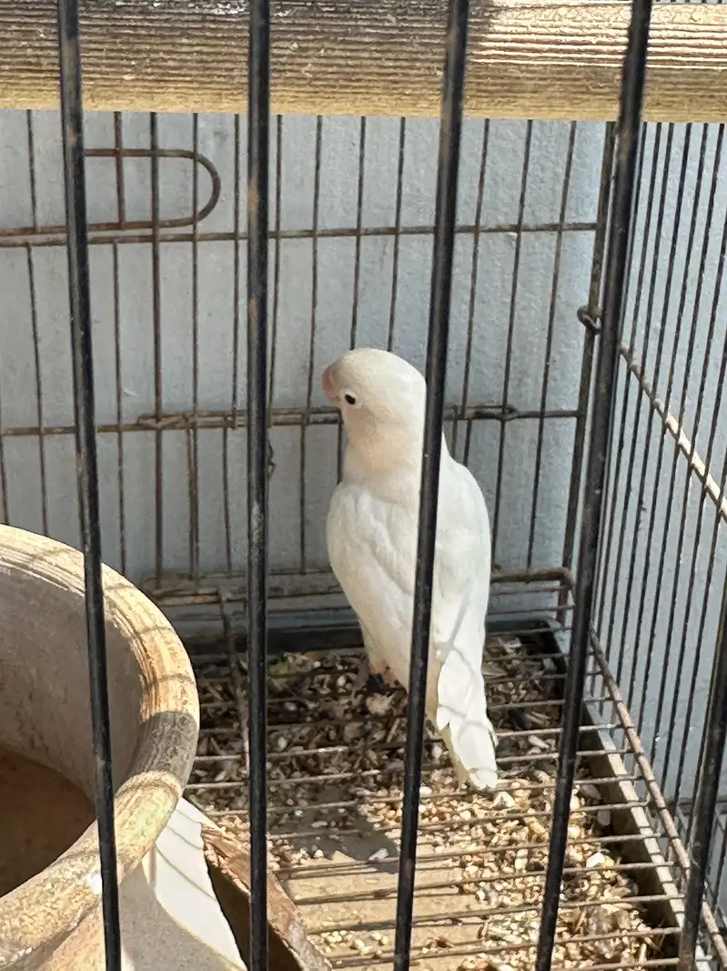Albino red & black — photo 2