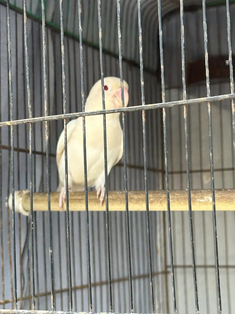 Albino red & black — photo 4