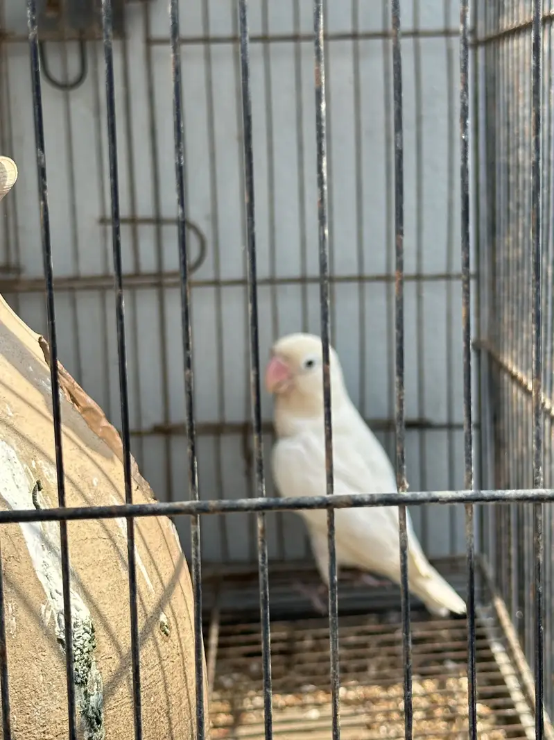 Albino red & black — photo 5