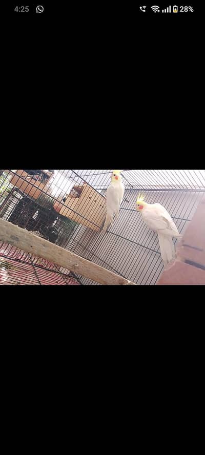 cream cocktail breeder pair with chicks available for sale