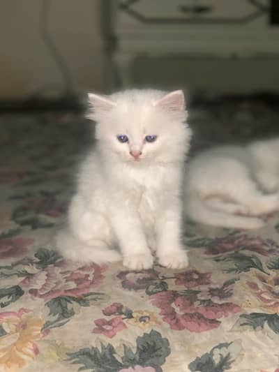 Persian kittens|triple Coated |punch Face kittens fluffy|White Cat
