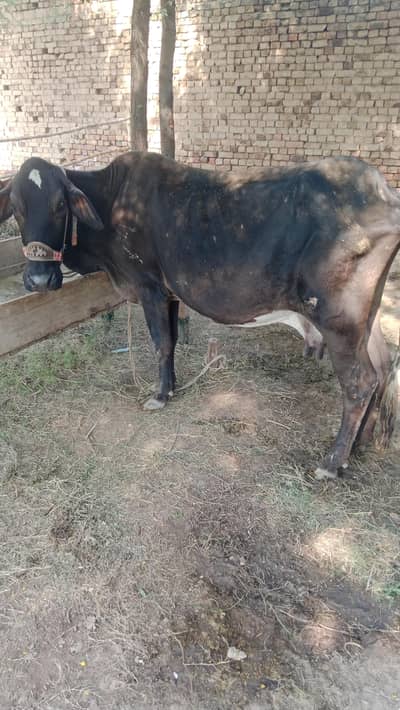cow for sale
