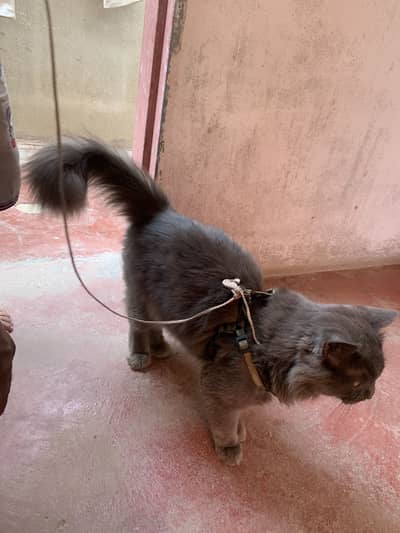 persian cat male