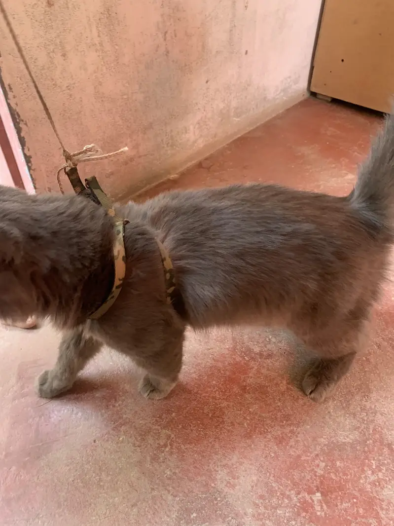 persian cat male — photo 2