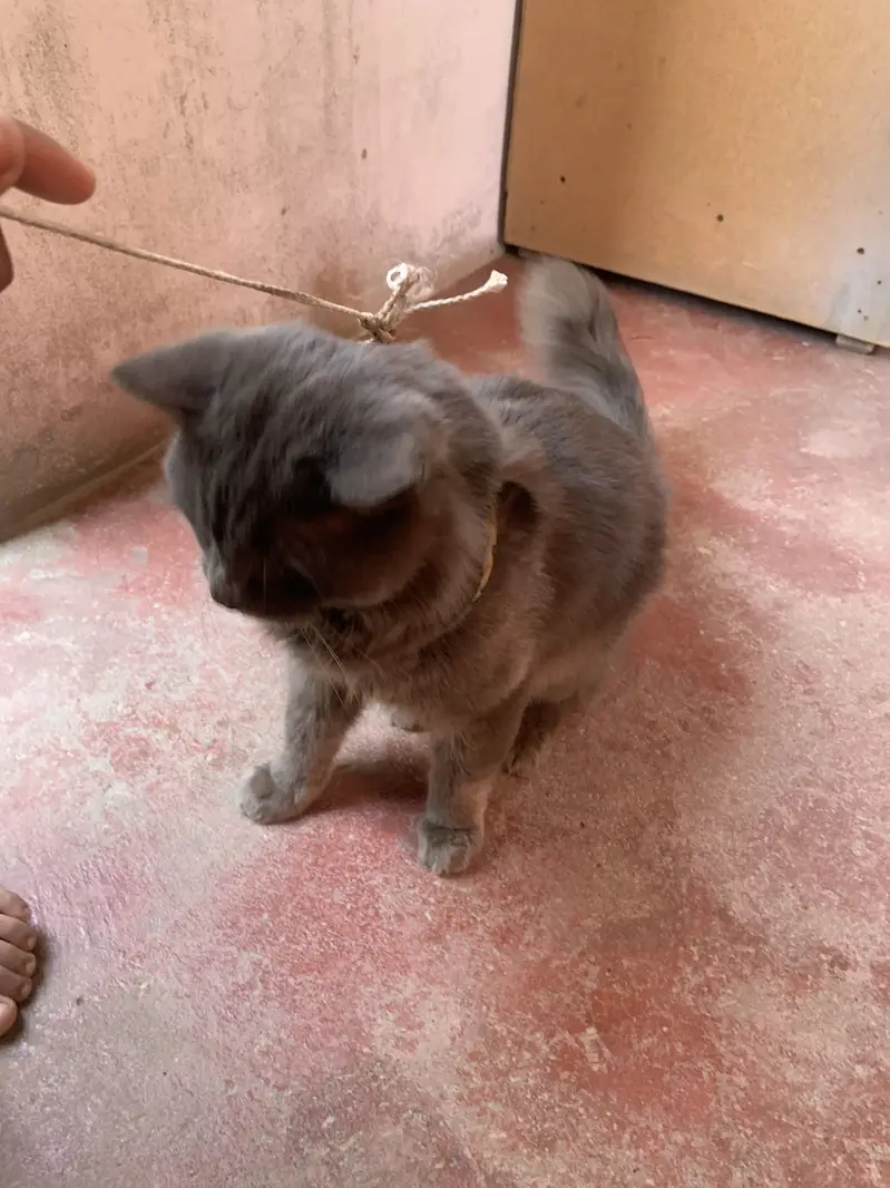 persian cat male — photo 3