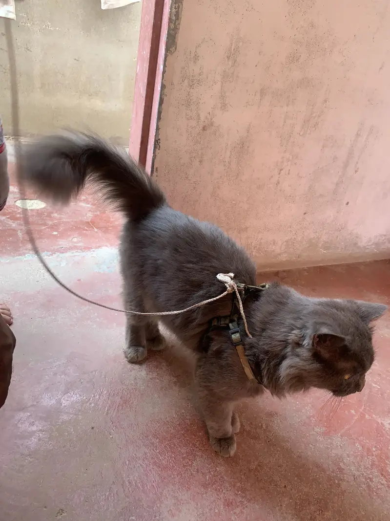 persian cat male — photo 5