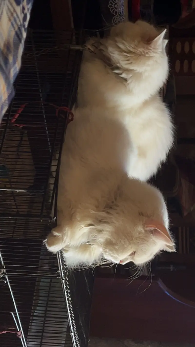 Pershion tripple cooted cats pair — photo 2