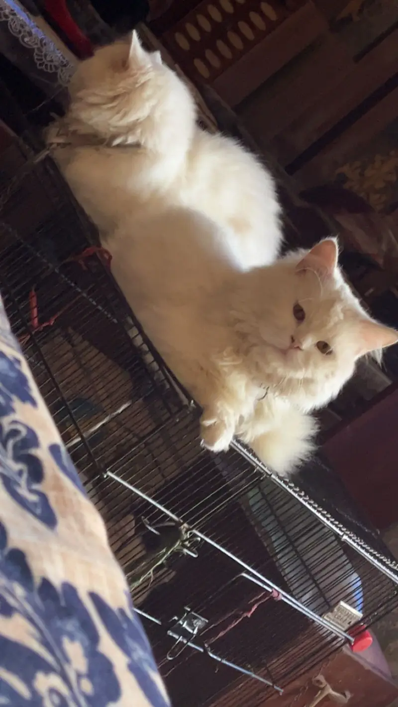 Pershion tripple cooted cats pair — photo 3