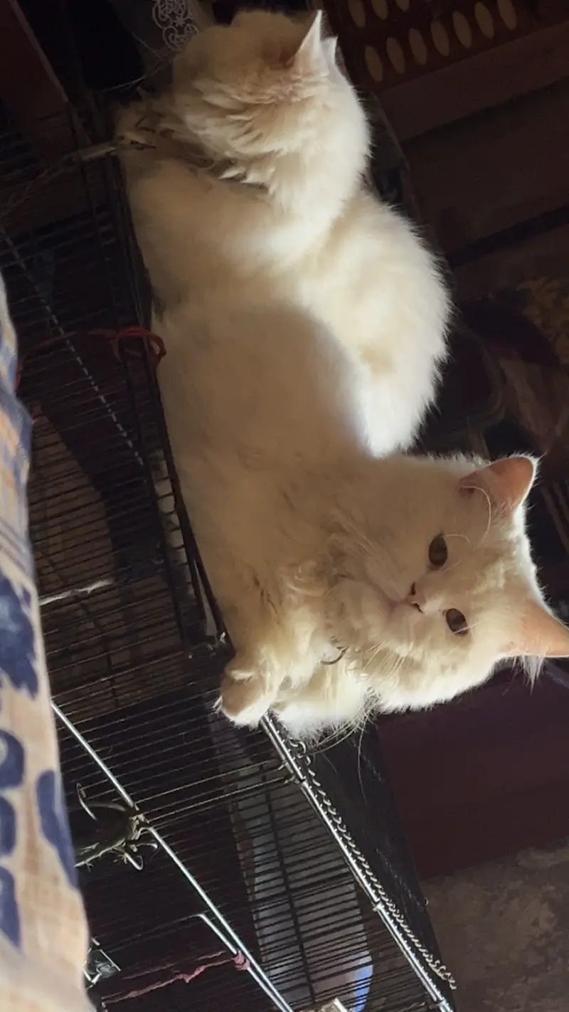 Pershion tripple cooted cats pair — photo 4