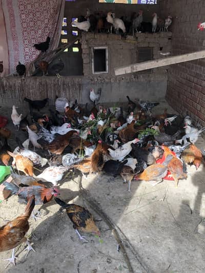 Desi murgi for sale desi khurak par tyar