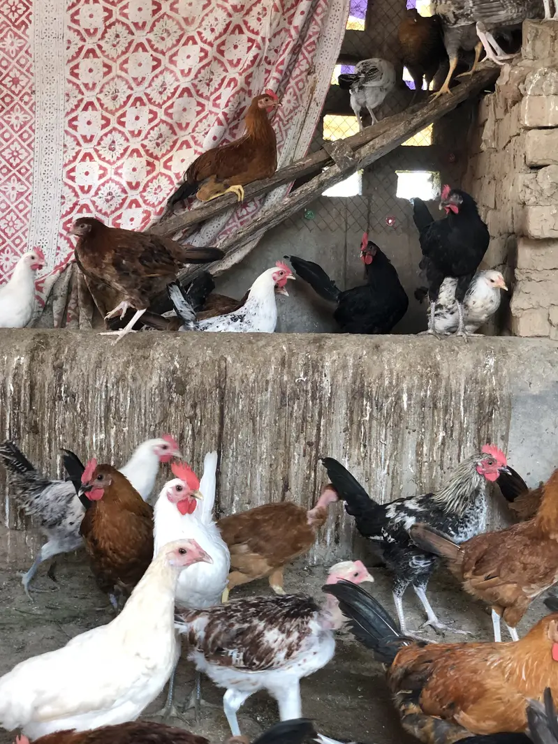 Desi murgi for sale desi khurak par tyar — photo 2