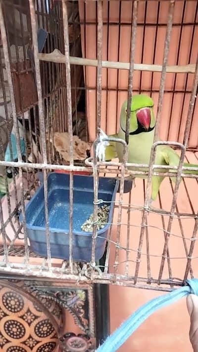 green ringneck