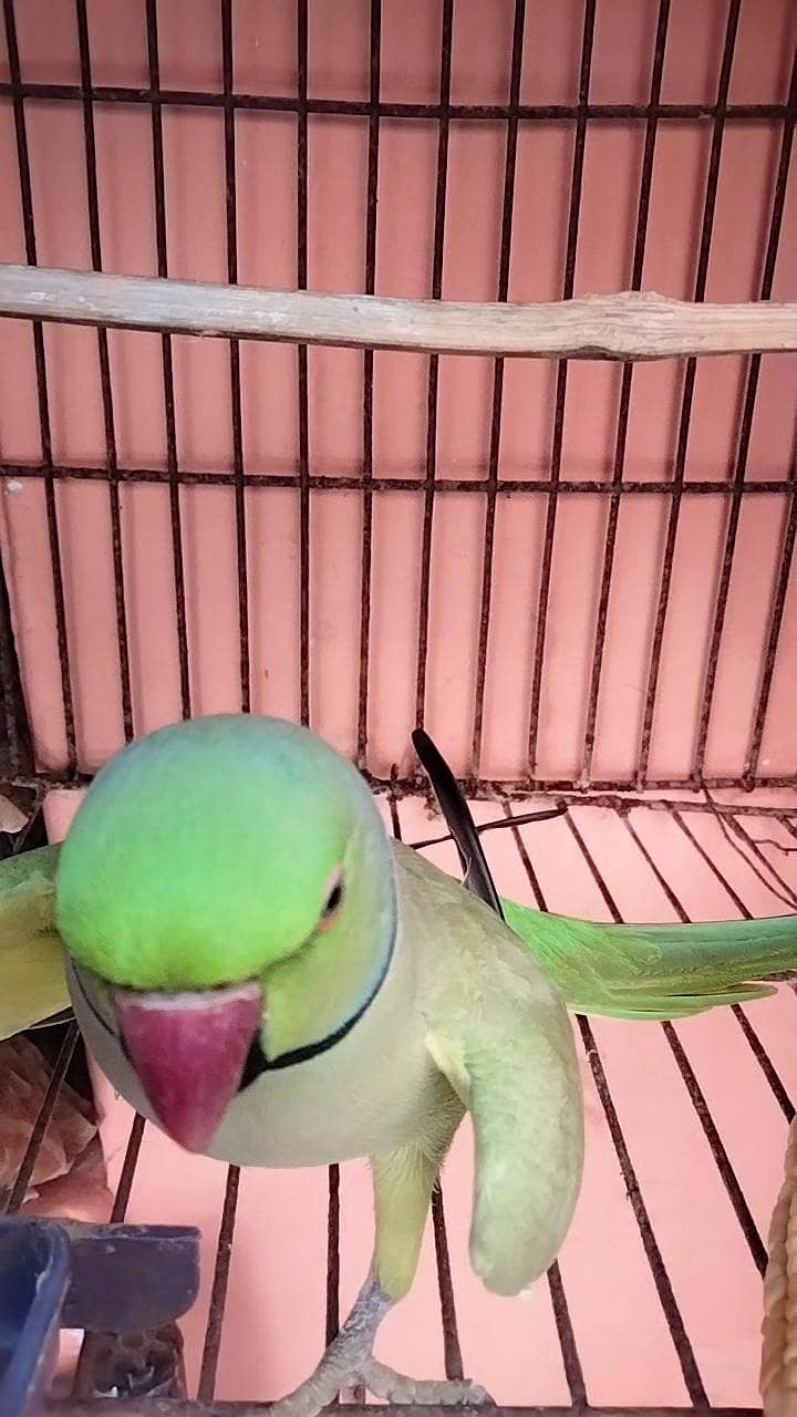 green ringneck 1