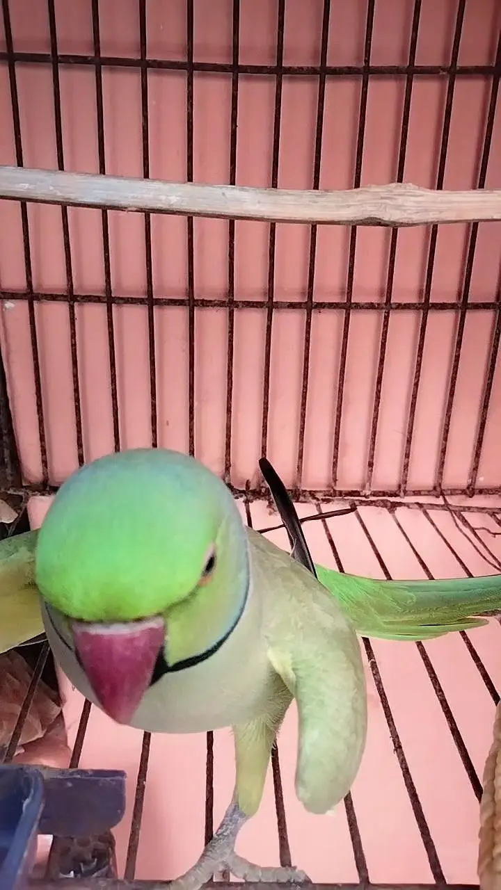 green ringneck — photo 2