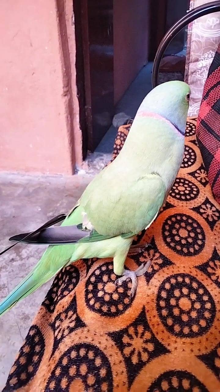 green ringneck 2